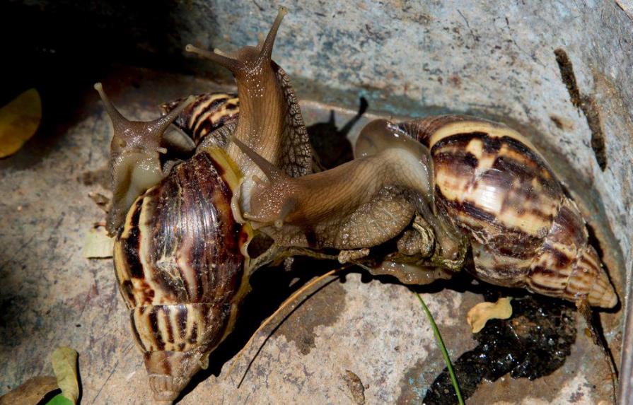 Plaga de caracoles gigantes azota Cuba y enciende alarmas