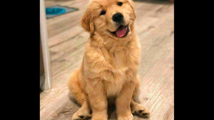 No dar leche a los perros