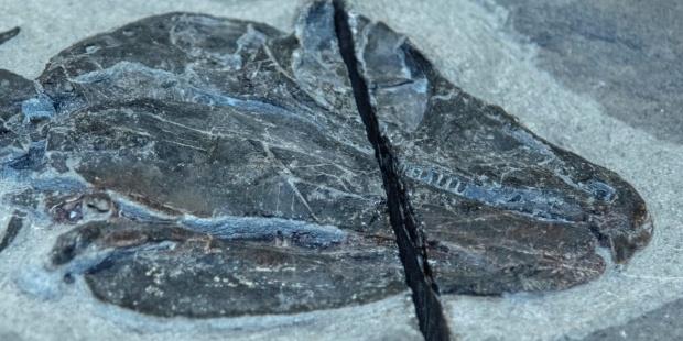 Fósil retrasa 100 millones de años la comprensión de la evolución herbívora