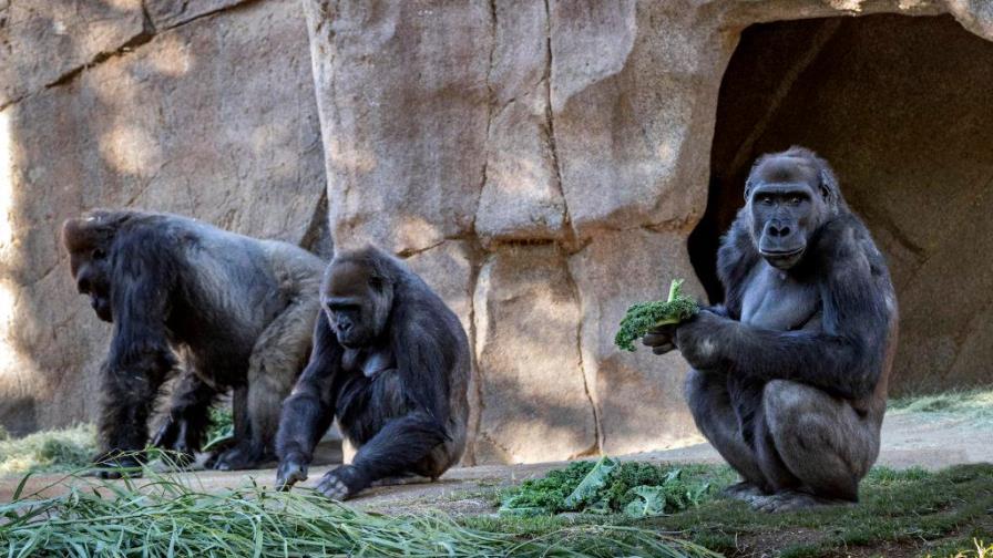 Gorilas del Zoológico de San Diego (EE.UU.) se enferman de covid-19