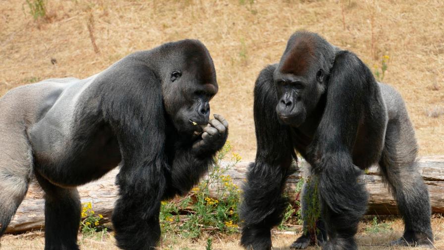 Gorilas de zoológico San Diego dan positivo a coronavirus