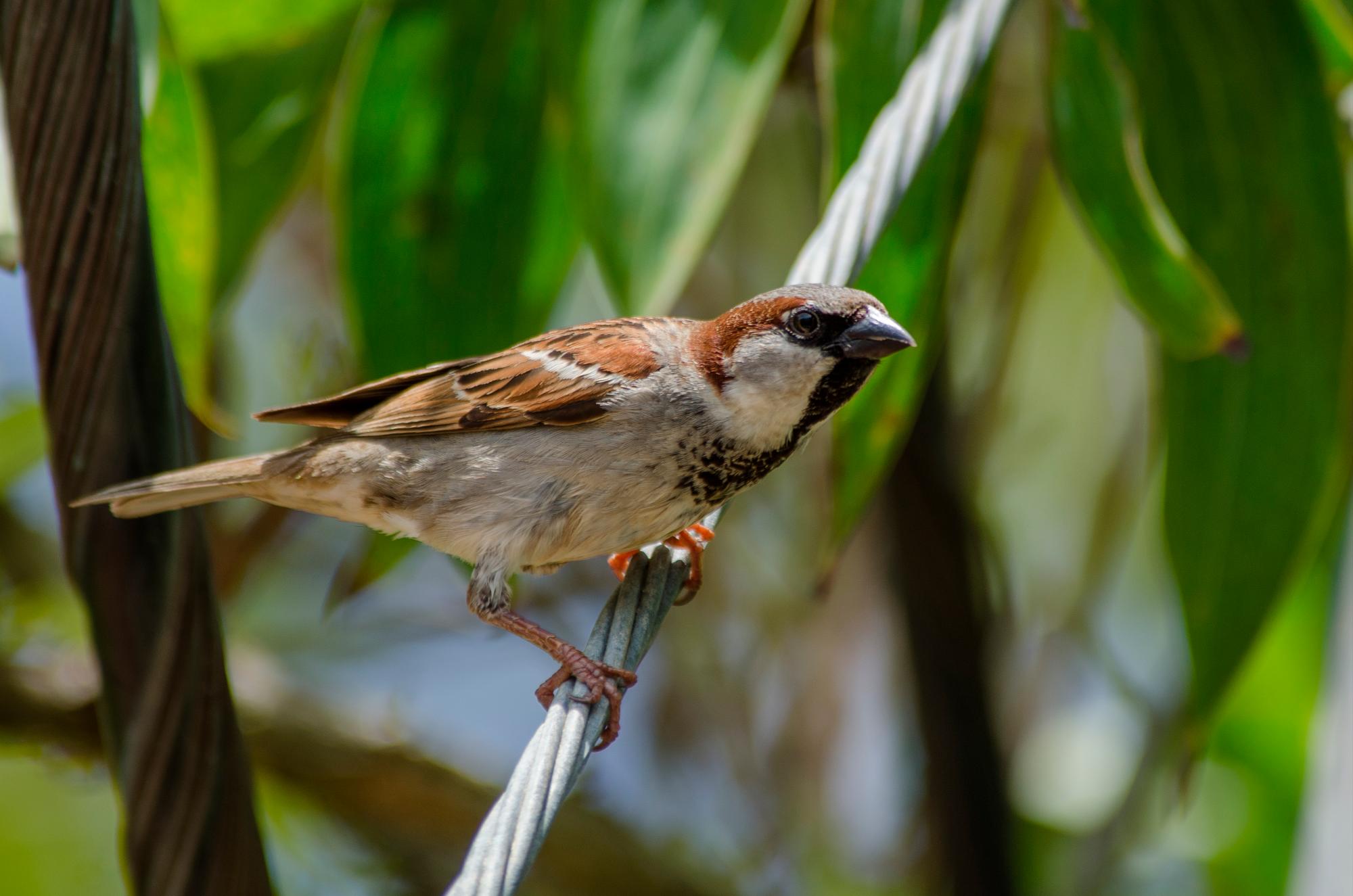 Gorrión común, Passer domesticus, en Samaná.