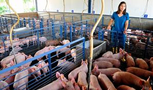 La porcicultura dominicana en tiempos de COVID-19 y con tasa cero