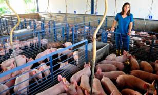 La porcicultura dominicana en tiempos de COVID-19 y con tasa cero