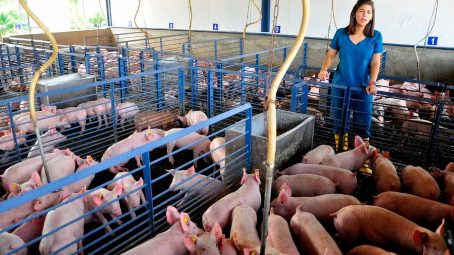 La porcicultura dominicana en tiempos de COVID-19 y con tasa cero