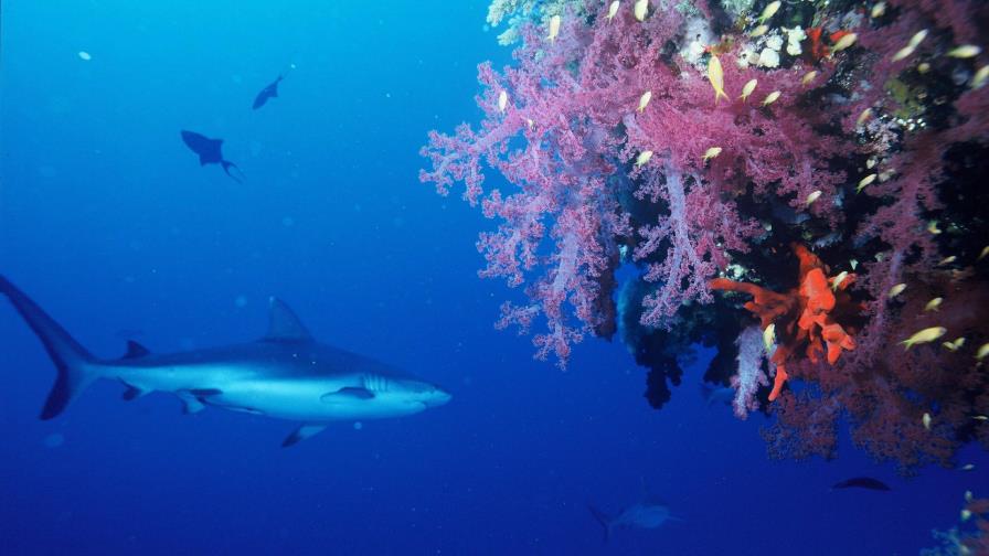 Estudio revela declive de población de tiburones de arrecife
