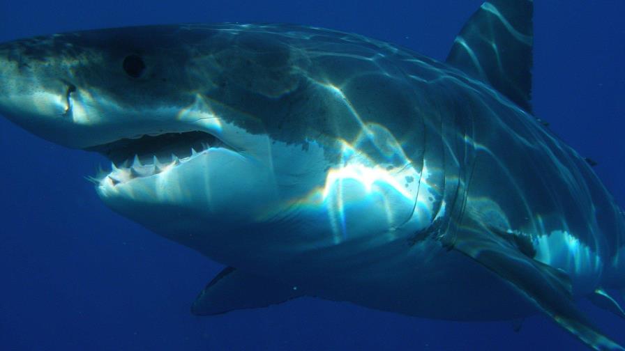 Inician búsqueda de un tiburón tras matar a un surfista en Australia