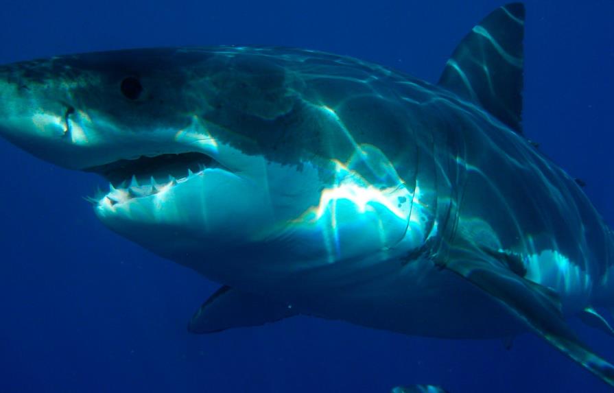 Miami Beach registra su primer ataque de tiburón del año