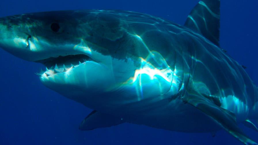 Miami Beach registra su primer ataque de tiburón del año