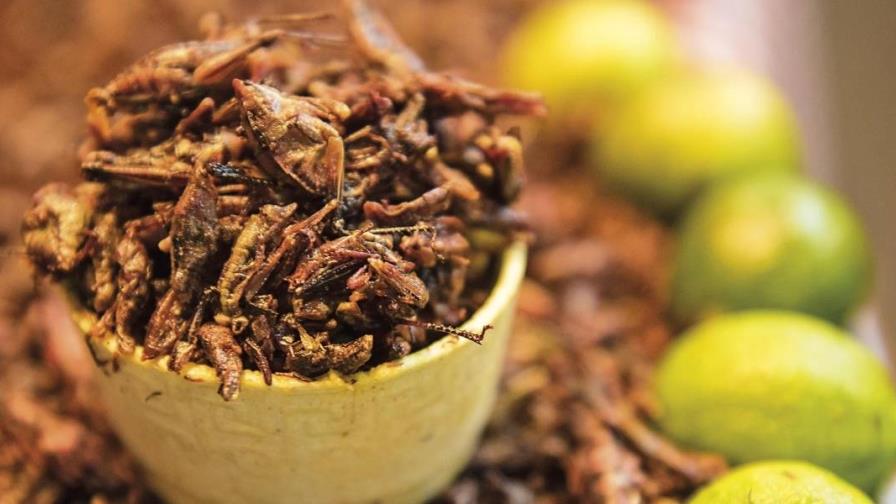 Hamburguesa de grillo, una apuesta pionera en Bélgica aun a prueba en Europa Hamburguesa de grillo, una apuesta pionera en Bélgica aun a prueba en Europa