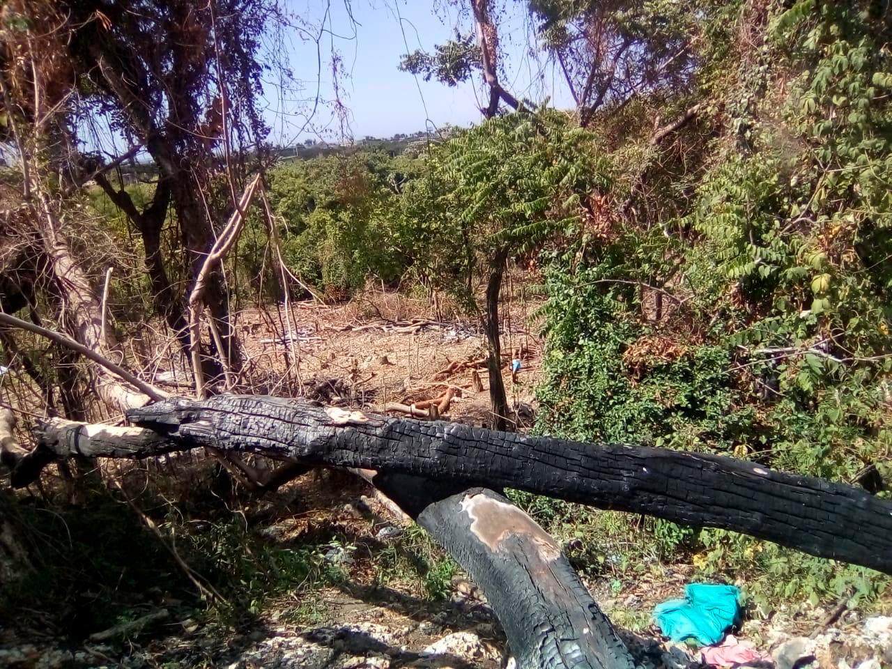 Árboles talados por supuestos depredadores ambientales en áreas protegidas de Santo Domingo Este.