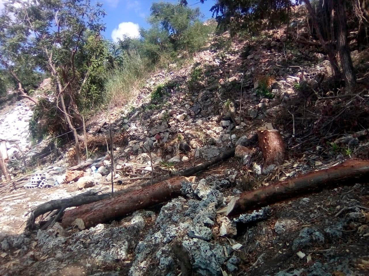 Árboles talados por supuestos depredadores ambientales.