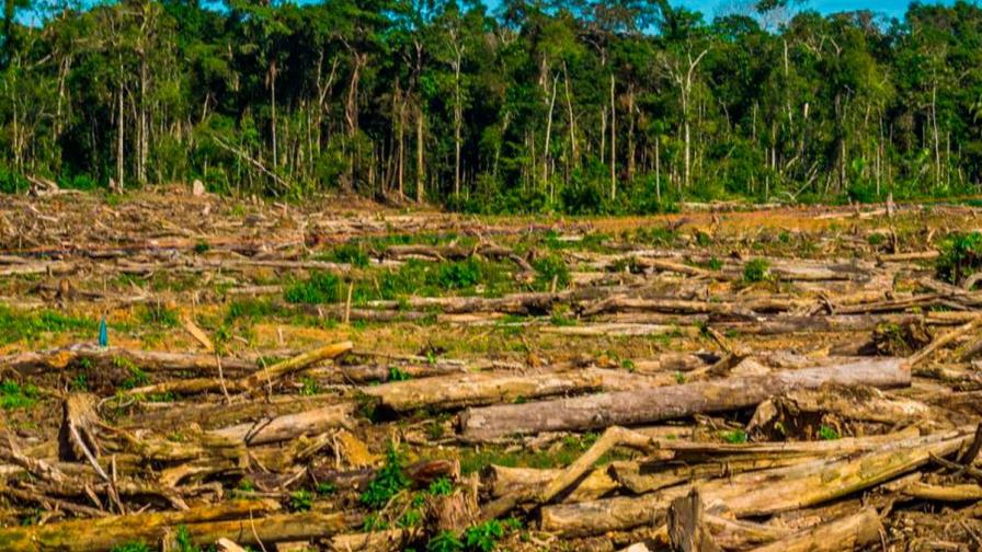 Deforestación en Amazonía de Perú se redujo 1.148 hectáreas en 2018