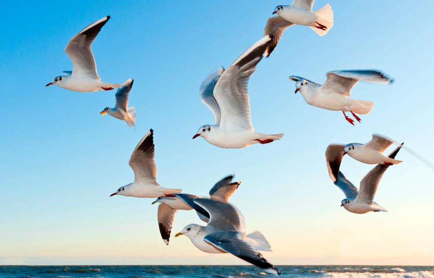 Un estudio concluye que hay seis veces más aves que humanos en el mundo