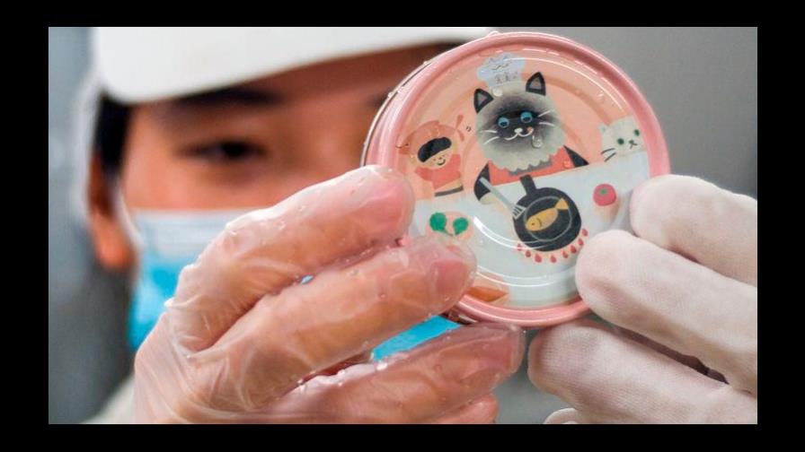 Gusanos de seda, comida innovadora para los gatos de Taiwán