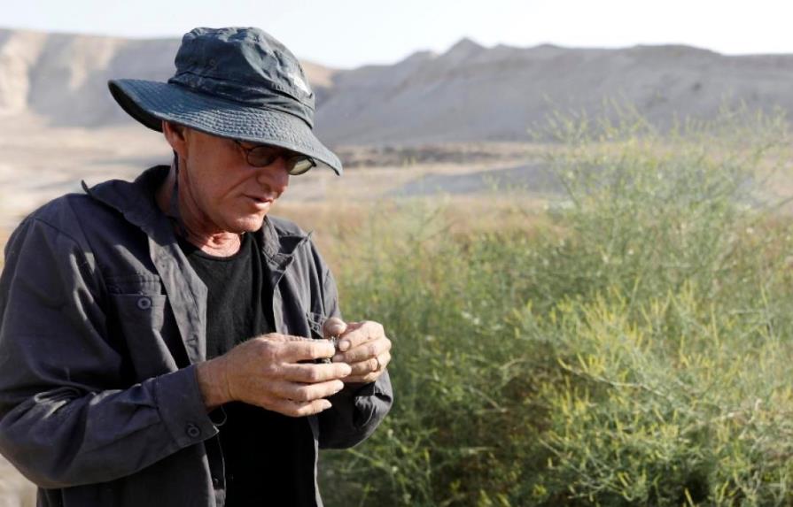 Un granjero “resucita” perfumes de la Antigüedad cerca del mar Muerto