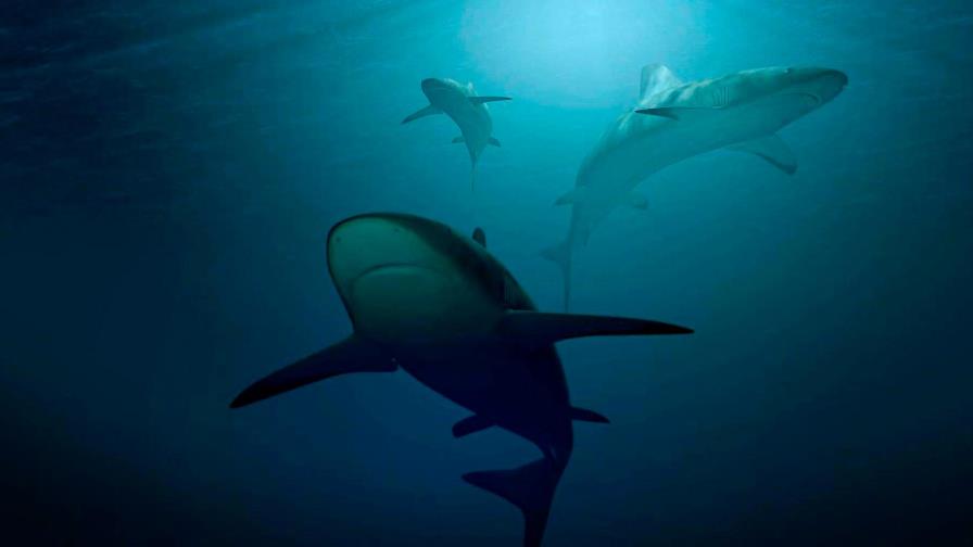 El “Club de los mordidos” se dedica a ayudar a las víctimas de ataques de animales