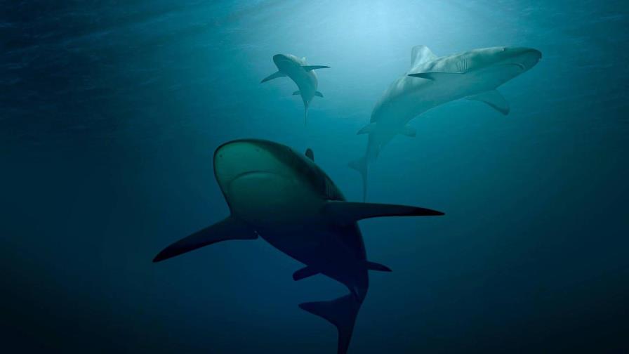 Un bañista sufre el ataque de un tiburón en Florida