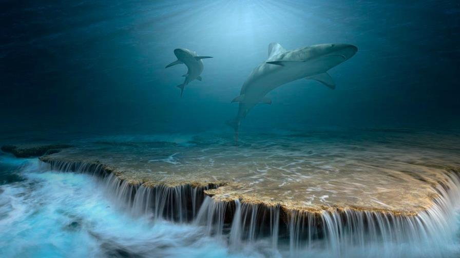 Descubren fósil de tiburón de 91 millones de años, nuevo para la ciencia