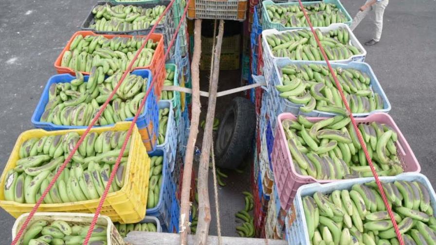 Camión cargado de guineos llevaba haitianos abajo: todos fueron apresados