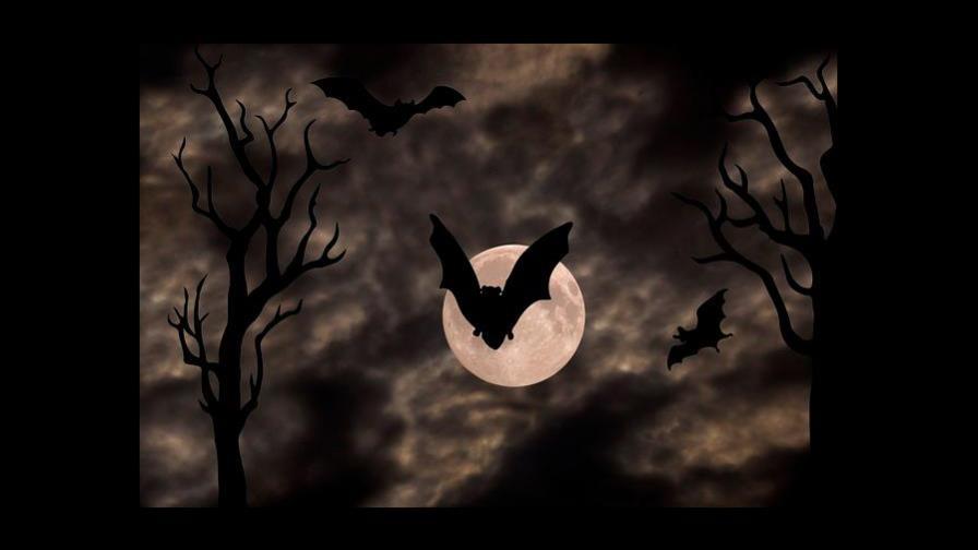 Murciélago podría ser mamífero oficial de capital de EEUU