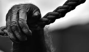 Arrestan a cuatro personas en Zimbabue por intentar traficar con 26 monos de RDC