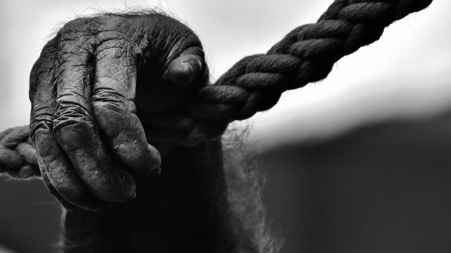Arrestan a cuatro personas en Zimbabue por intentar traficar con 26 monos de RDC Arrestan a cuatro personas en Zimbabue por intentar traficar con 26 monos de RDC