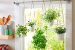 hang-your-herbs-over-a-window-for-full-sun-and-easy-access_14531850_20200809153832-focus-0-0-149-99.jpg