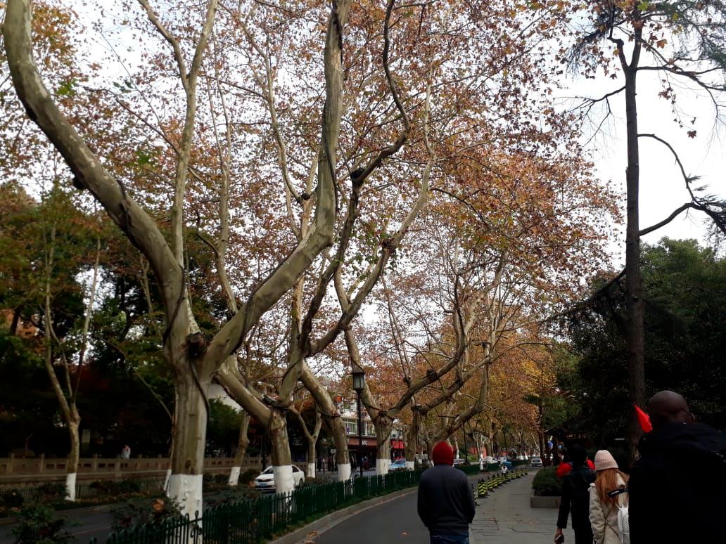 La vía que conduce al Lago Oeste en la ciudad de Hangzhou.