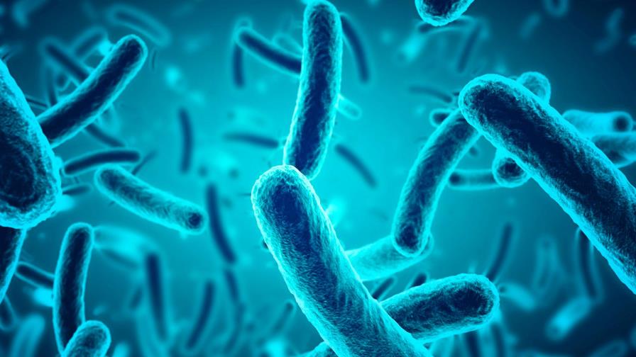 Algunas bacterias se vuelven inactivas para esquivar a los antibióticos