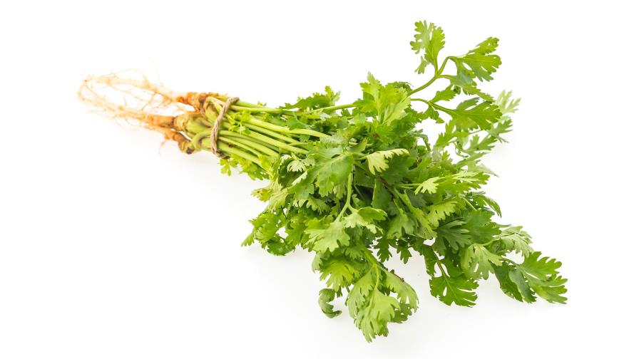 Consejos para que tu cilantrico no se te dañe de una vez