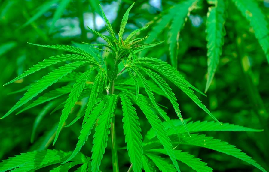 Bolivia autoriza el uso de cannabis medicinal en el tratamiento de una niña