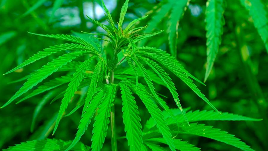 Bolivia autoriza el uso de cannabis medicinal en el tratamiento de una niña