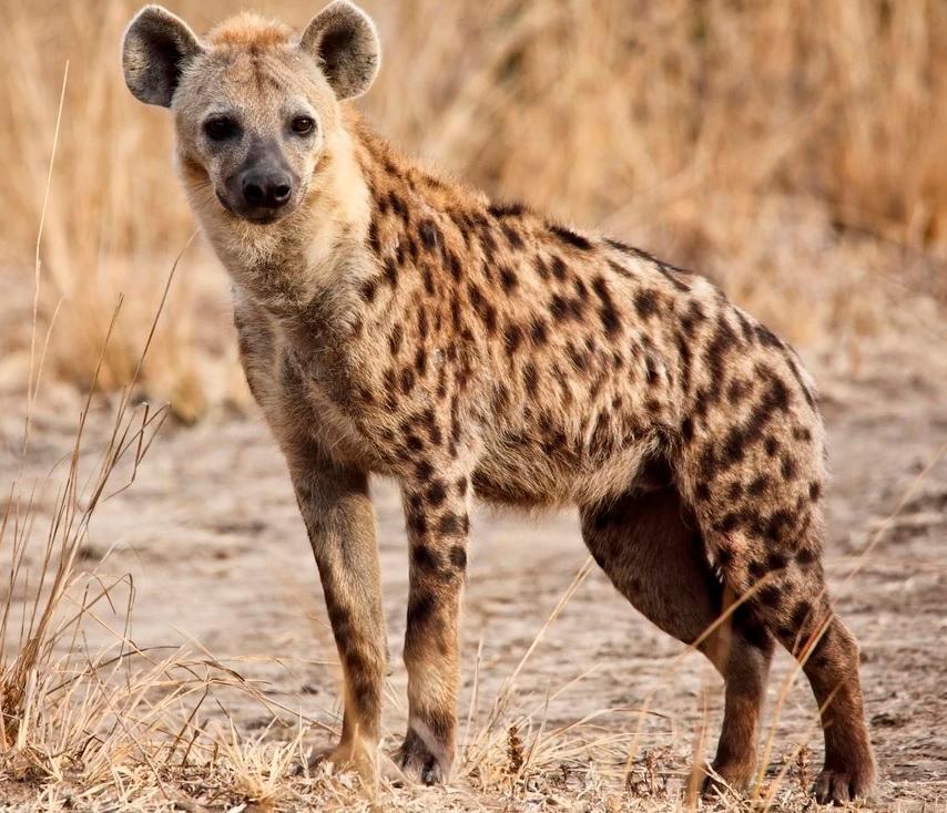 Zoológico dominicano hace licitación para comprar cinco hienas manchadas