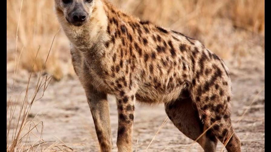 Zoológico dominicano hace licitación para comprar cinco hienas manchadas