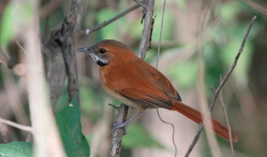 Las aves amazónicas están mutando debido al cambio climático 