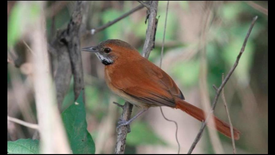 Las aves amazónicas están mutando debido al cambio climático 