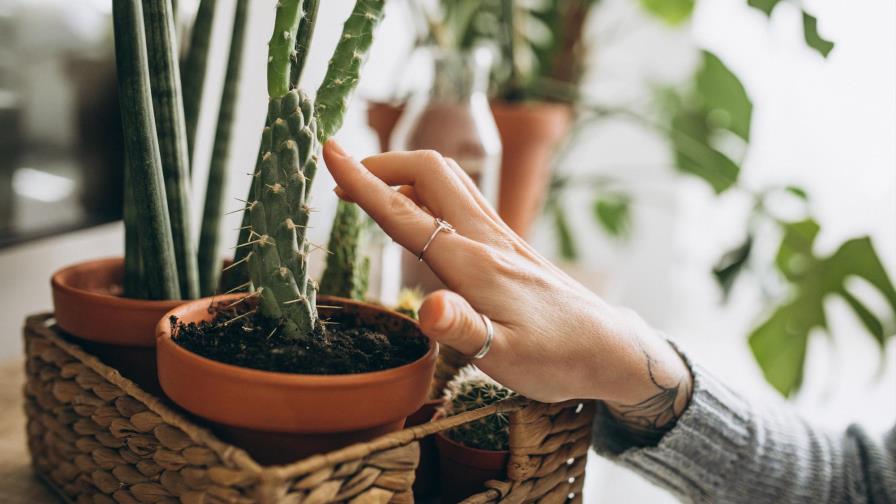 Consejos para tener plantas felices