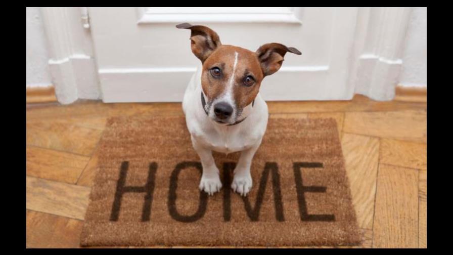 ¿Debo cruzar a mi perro?