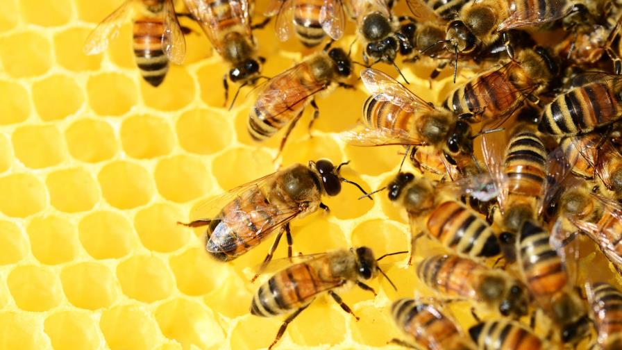 Crean el primer mapa mundial de las abejas Crean el primer mapa mundial de las abejas
