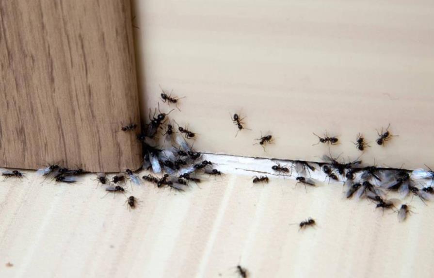 El valor de las hormigas para la naturaleza y la existencia de los humanos
