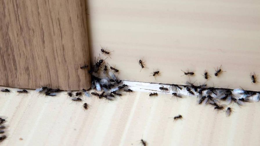 El valor de las hormigas para la naturaleza y la existencia de los humanos