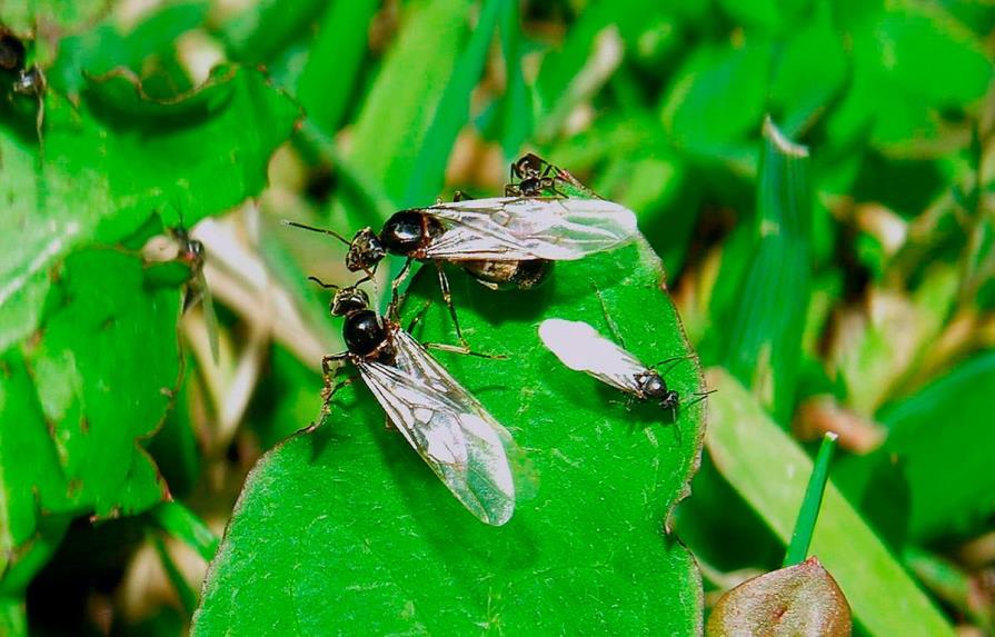 Enjambres de hormigas voladoras “invadieron” el Reino Unido