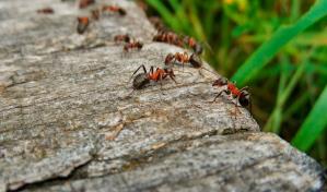 Si la hormiga más rápida del mundo fuera grande como un humano, alcanzaría los 200 metros por segundos