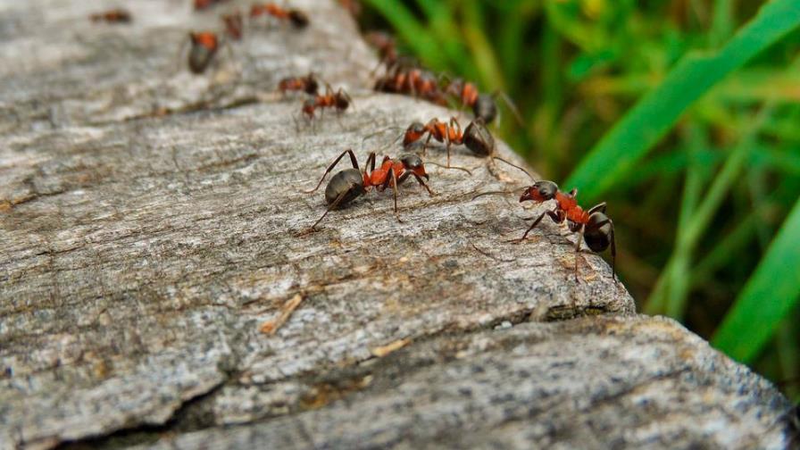 Si la hormiga más rápida del mundo fuera grande como un humano, alcanzaría los 200 metros por segundos