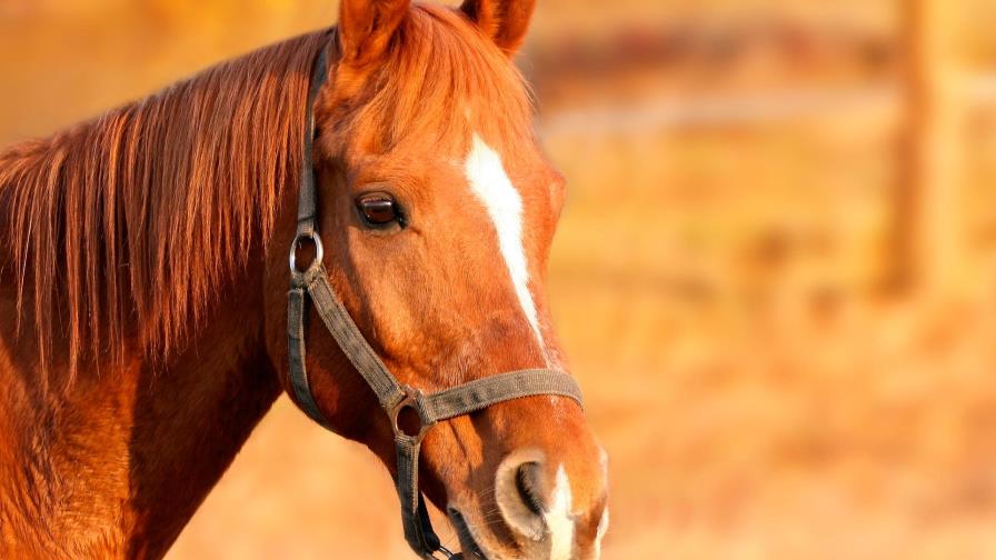 El caballo comprende mejor cuando se le habla “como a un bebé”, dice estudio El caballo comprende mejor cuando se le habla “como a un bebé”, dice estudio