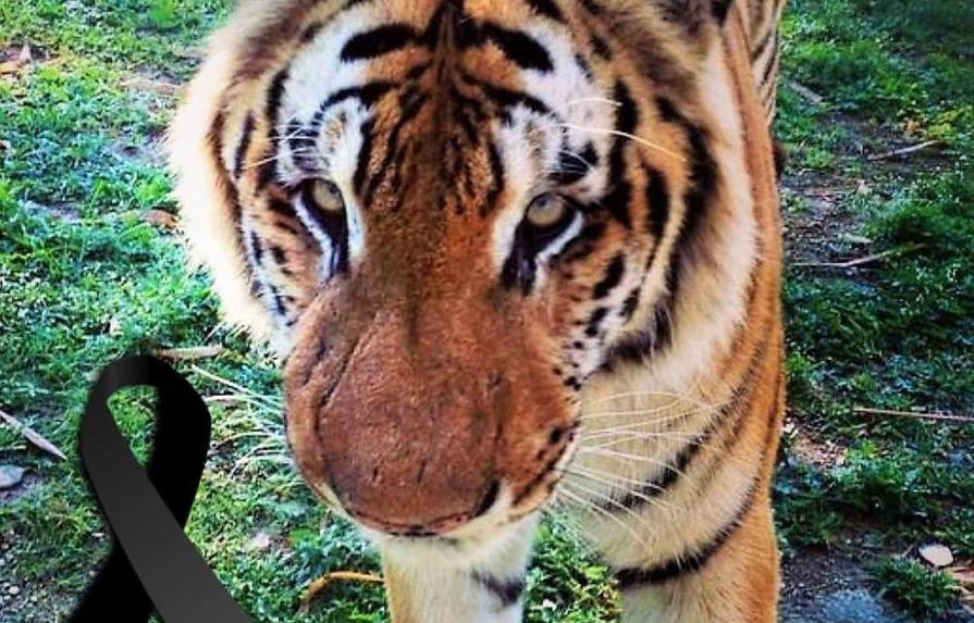 Muere tigre de bengala del zoológico nacional 
