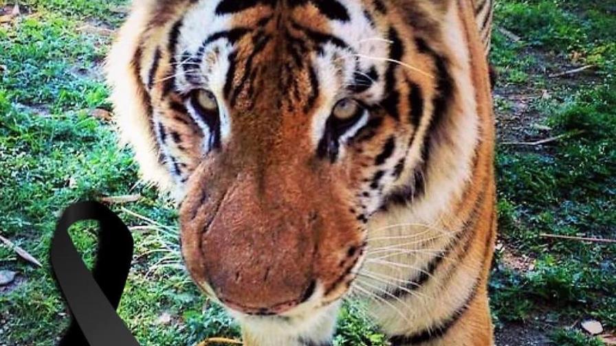 Muere tigre de bengala del zoológico nacional Muere tigre de bengala del zoológico nacional
