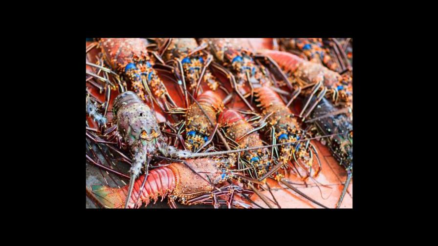 Autoridades se incautan de 357 libras de langosta y cangrejo en Pedernales