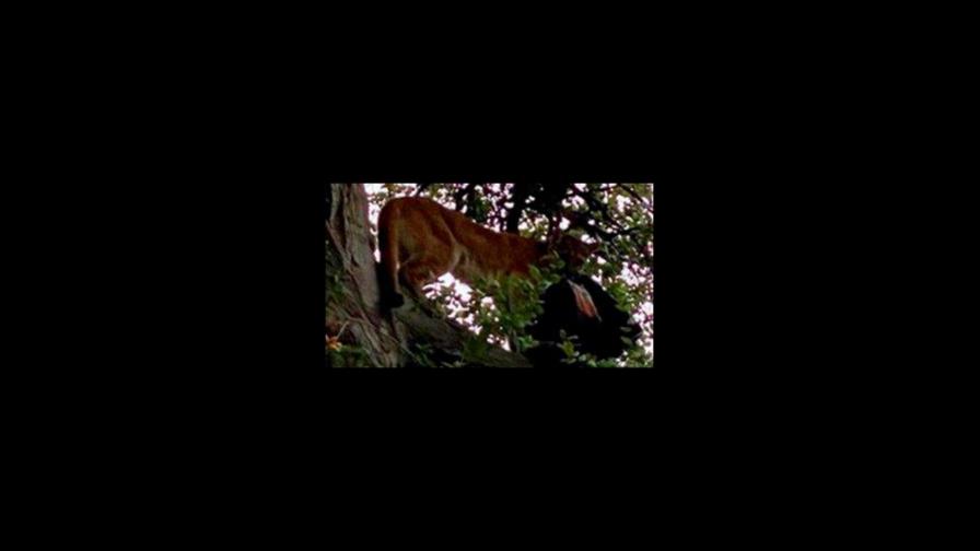 VIDEO | Niño de 3 años sobrevive ataque de puma en sur de California